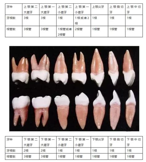 門牙下面的牙齒|牙齒的所有名稱 